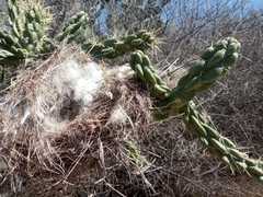 Campylorhynchus brunneicapillus