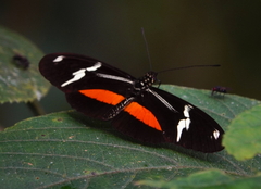 Heliconius clysonymus