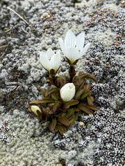 Gentianella bellidifolia