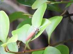 Bothrogonia ferruginea