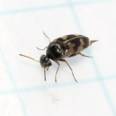 Mordellinae