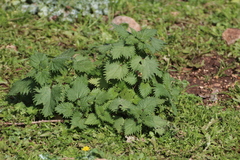 Urtica