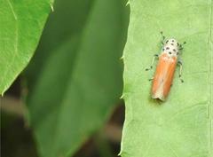 Bothrogonia ferruginea