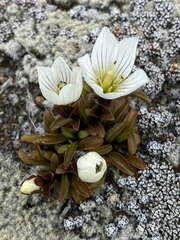 Gentianella bellidifolia