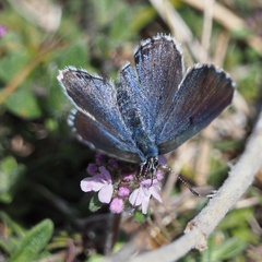 Pseudophilotes vicrama