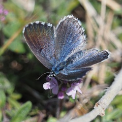 Pseudophilotes vicrama