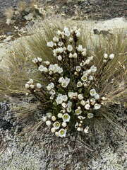 Gentianella bellidifolia