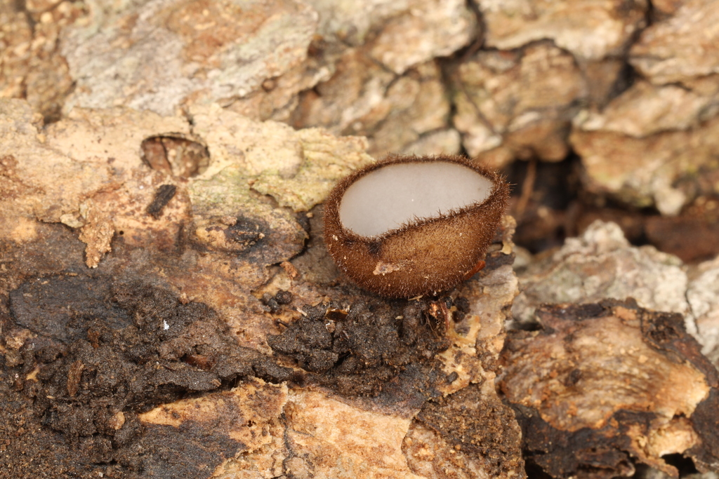 Humaria sp. 'hemisphaerica-IN04'