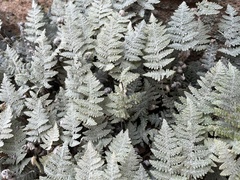 Myriopteris lindheimeri