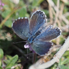 Pseudophilotes vicrama