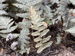 Myriopteris lindheimeri