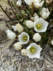 Gentianella bellidifolia