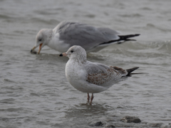 Larus brachyrhynchus