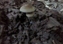 Psilocybe caerulipes