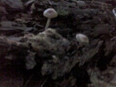 Psilocybe caerulipes