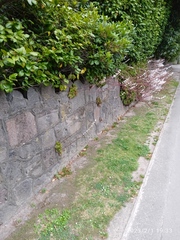 Francoa appendiculata