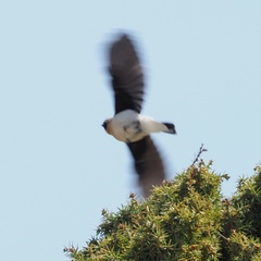 Oenanthe melanoleuca