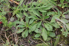 Campanula sibirica