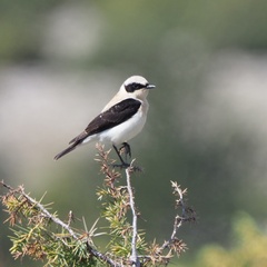 Oenanthe melanoleuca