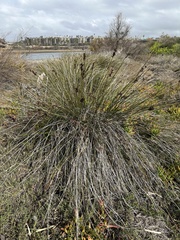 Juncus acutus leopoldii