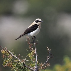 Oenanthe melanoleuca