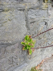 Francoa appendiculata