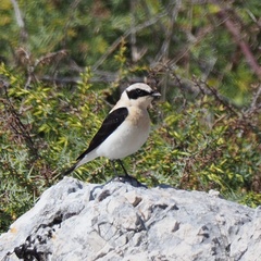 Oenanthe melanoleuca