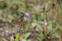 Campanula sibirica