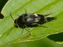 Glipa oculata