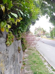 Francoa appendiculata