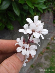 Francoa appendiculata