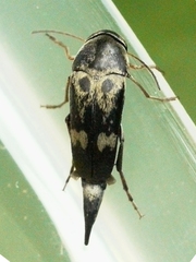 Glipa oculata