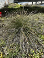 Juncus acutus leopoldii
