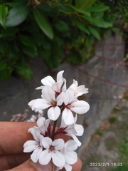 Francoa appendiculata