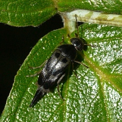 Glipa oculata