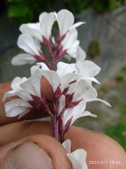 Francoa appendiculata