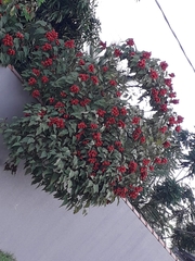 Ardisia