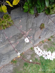 Francoa appendiculata