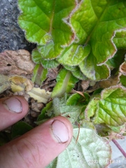 Francoa appendiculata
