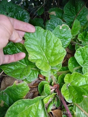 Francoa appendiculata