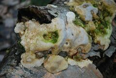 Trichoderma pulvinatum