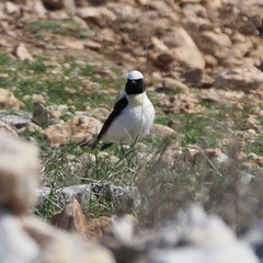 Oenanthe melanoleuca
