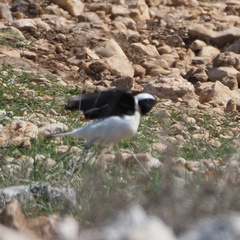 Oenanthe melanoleuca