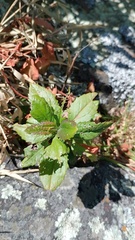 Baccharis prunifolia