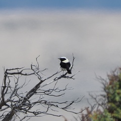 Oenanthe melanoleuca