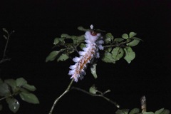 Neopreptos marathusa