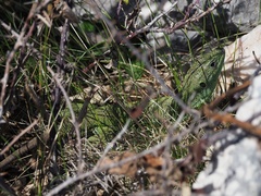 Lacerta trilineata