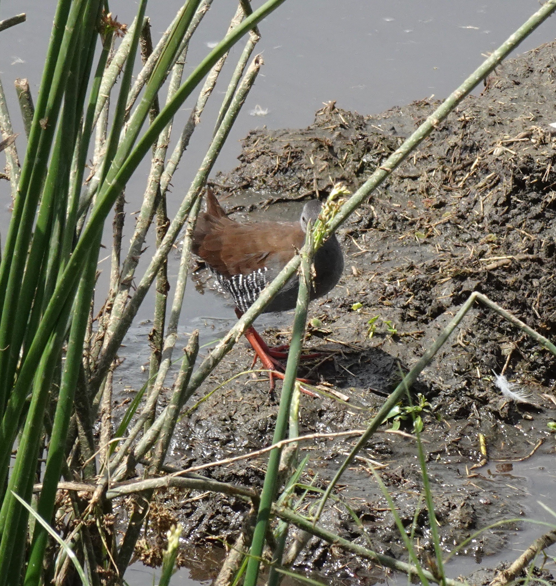 African Rail (Rallus caerulescens), photo 3