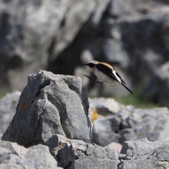 Oenanthe melanoleuca
