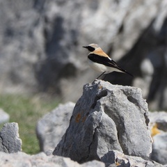 Oenanthe melanoleuca